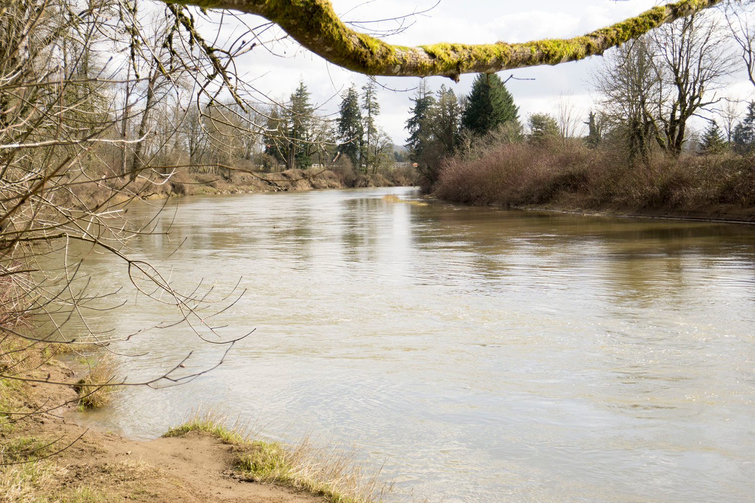 A look at where the Skookumchuck River flows into the Chehalis River